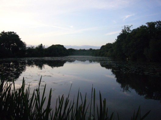Sussex carp lake