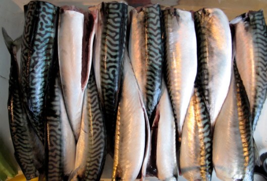 mackerel 2013