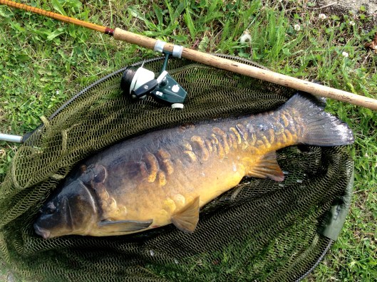 canal carp 1