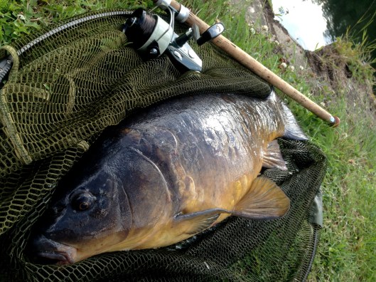 Canal carp 2