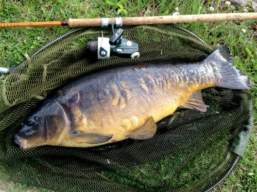 Canal carp 3