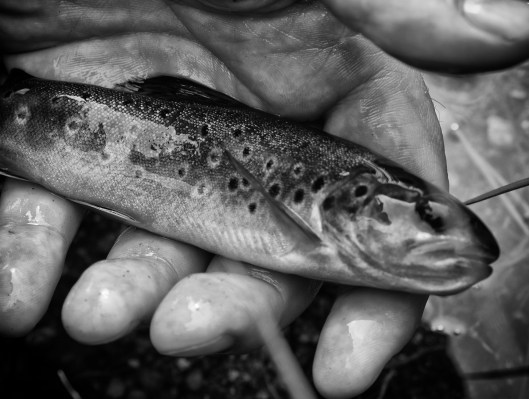 Dartmoor trout fishing