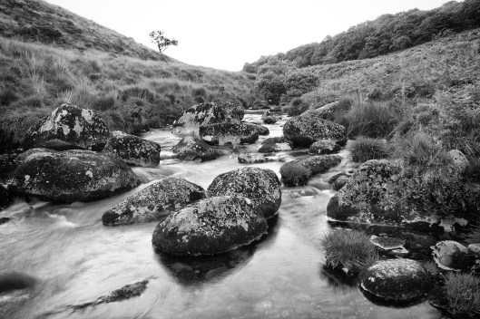Dartmoor trout fishing