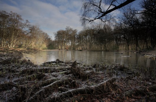 Lost pond - epping forest